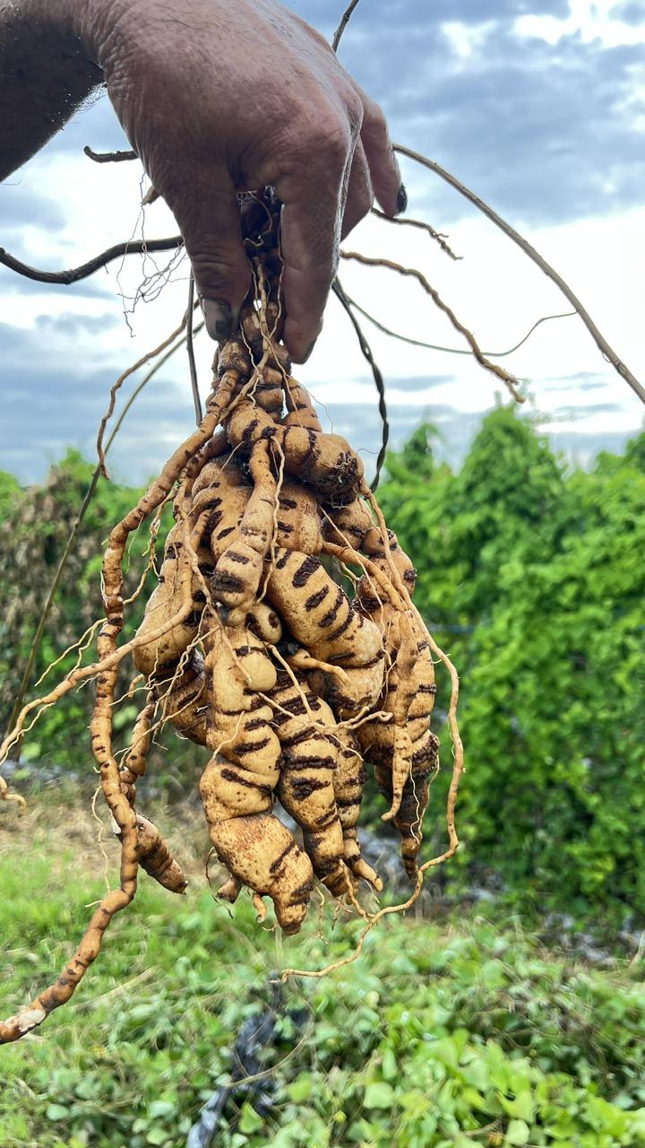 Stephania Tetrandra Root