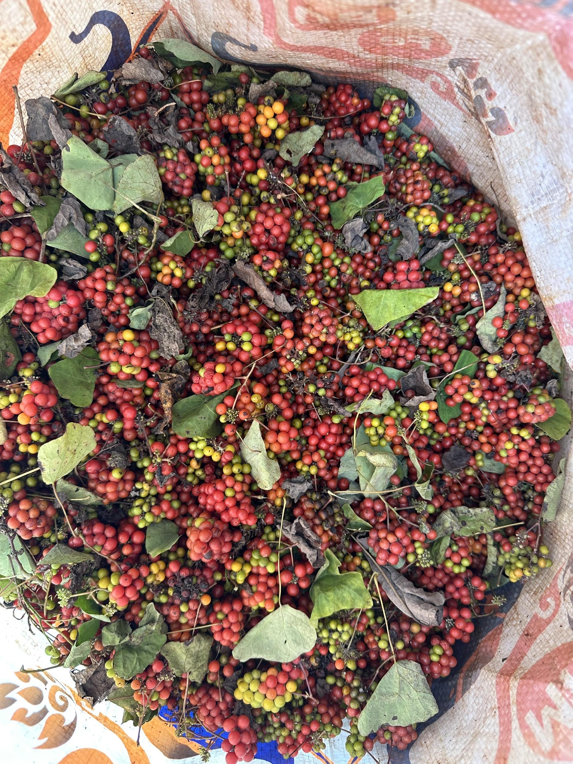 Stephania Plant Berries