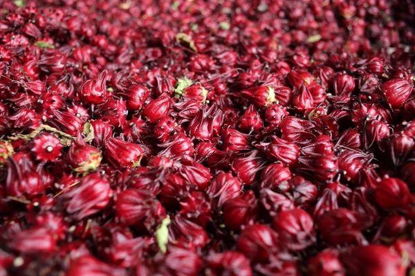 Hibiscus (Roselle): The Botanical "Botox"